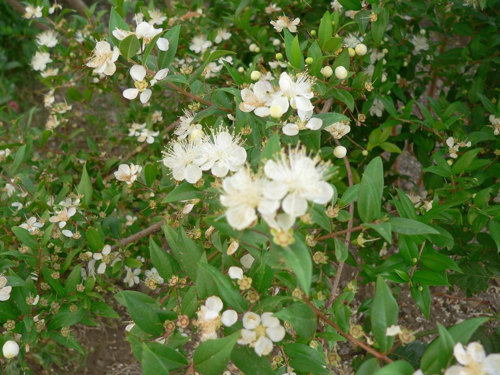 Tergu Agriturismo Sa Tanca Noa מראה חיצוני תמונה