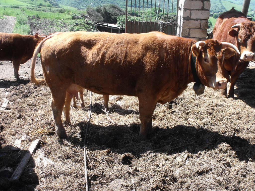 Tergu Agriturismo Sa Tanca Noa מראה חיצוני תמונה