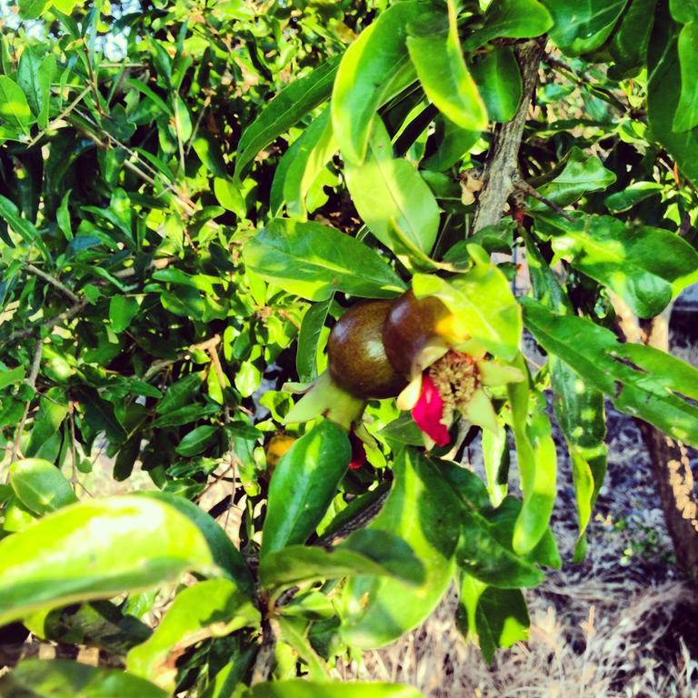 Tergu Agriturismo Sa Tanca Noa מראה חיצוני תמונה